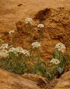 Fotografia 14 da espécie Lobularia maritima subesp. maritima no Jardim Botânico UTAD