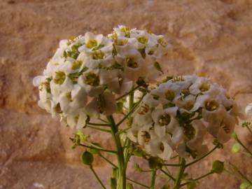 Fotografia da espécie Lobularia maritima subesp. maritima