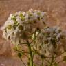 Fotografia 16 da espécie Lobularia maritima subesp. maritima do Jardim Botânico UTAD