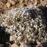 Fotografia 1 da espécie Convolvulus trabutianus do Jardim Botânico UTAD