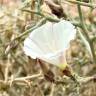 Fotografia 3 da espécie Convolvulus trabutianus do Jardim Botânico UTAD