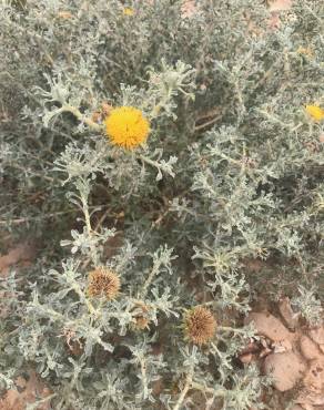 Fotografia 3 da espécie Anvillea garcinii subesp. radiata no Jardim Botânico UTAD