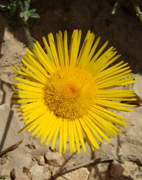 Fotografia 4 da espécie Anvillea garcinii subesp. radiata no Jardim Botânico UTAD