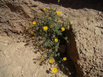Fotografia da espécie Anvillea garcinii subesp. radiata