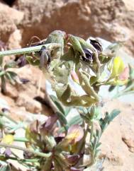 Hippocrepis atlantica