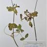 Fotografia de herbário 1 da espécie Trifolium pratense no Jardim Botânico UTAD