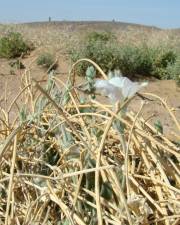 Fotografia da espécie Convolvulus supinus