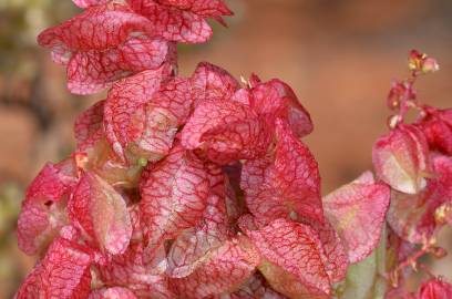 Fotografia da espécie Rumex vesicarius