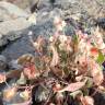 Fotografia 3 da espécie Rumex vesicarius do Jardim Botânico UTAD