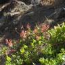 Fotografia 4 da espécie Rumex vesicarius do Jardim Botânico UTAD