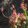 Fotografia 5 da espécie Rumex vesicarius do Jardim Botânico UTAD