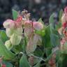 Fotografia 7 da espécie Rumex vesicarius do Jardim Botânico UTAD