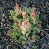 Fotografia 8 da espécie Rumex vesicarius do Jardim Botânico UTAD