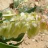 Fotografia 1 da espécie Rumex vesicarius do Jardim Botânico UTAD