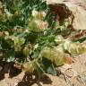 Fotografia 9 da espécie Rumex vesicarius do Jardim Botânico UTAD