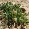 Fotografia 10 da espécie Rumex vesicarius do Jardim Botânico UTAD