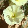 Fotografia 1 da espécie Convolvulus supinus var. melliflorus do Jardim Botânico UTAD