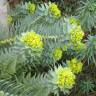 Fotografia 5 da espécie Euphorbia rigida do Jardim Botânico UTAD