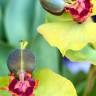 Fotografia 6 da espécie Euphorbia rigida do Jardim Botânico UTAD