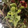 Fotografia 4 da espécie Viscum cruciatum do Jardim Botânico UTAD