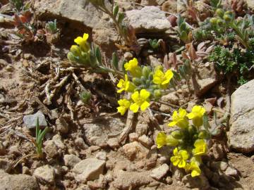 Fotografia da espécie Alyssum atlanticum