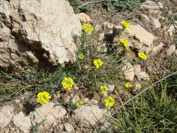 Fotografia da espécie Alyssum atlanticum