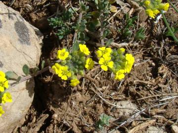 Fotografia da espécie Alyssum atlanticum