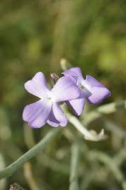 Fotografia da espécie Matthiola sinuata