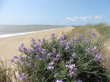 Fotografia da espécie Matthiola sinuata