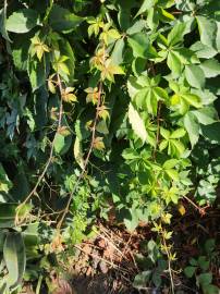 Fotografia da espécie Parthenocissus quinquefolia