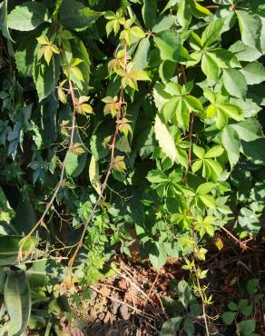 Fotografia 16 da espécie Parthenocissus quinquefolia no Jardim Botânico UTAD