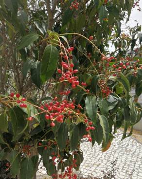 Fotografia 9 da espécie Prunus lusitanica subesp. lusitanica no Jardim Botânico UTAD