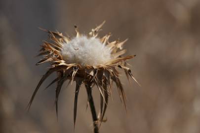 Fotografia da espécie Silybum marianum