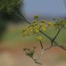 Fotografia 8 da espécie Foeniculum vulgare do Jardim Botânico UTAD