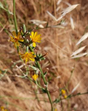 Fotografia 14 da espécie Chondrilla juncea no Jardim Botânico UTAD