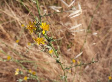 Fotografia da espécie Chondrilla juncea