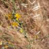 Fotografia 15 da espécie Chondrilla juncea do Jardim Botânico UTAD