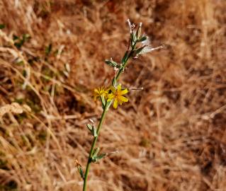 Fotografia da espécie Chondrilla juncea