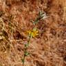 Fotografia 16 da espécie Chondrilla juncea do Jardim Botânico UTAD