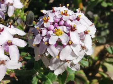 Fotografia da espécie Iberis procumbens subesp. procumbens