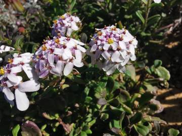 Fotografia da espécie Iberis procumbens subesp. procumbens