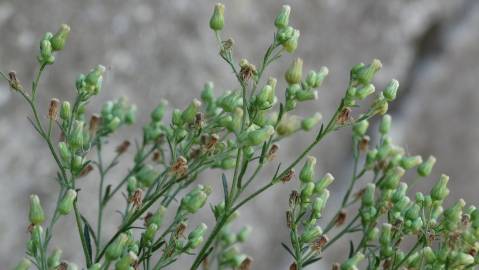 Fotografia da espécie Erigeron floribundus
