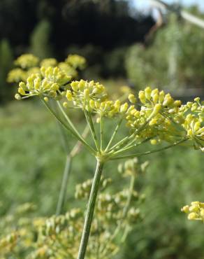 Fotografia 9 da espécie Foeniculum vulgare no Jardim Botânico UTAD