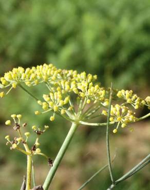 Fotografia 12 da espécie Foeniculum vulgare no Jardim Botânico UTAD