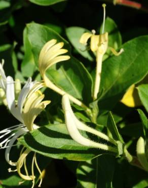 Fotografia 14 da espécie Lonicera japonica no Jardim Botânico UTAD