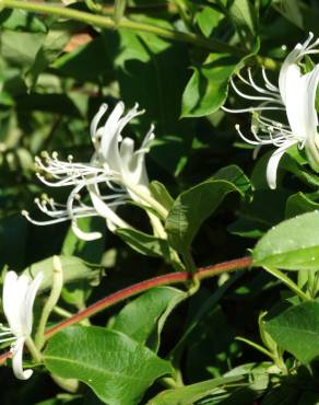 Fotografia 17 da espécie Lonicera japonica no Jardim Botânico UTAD