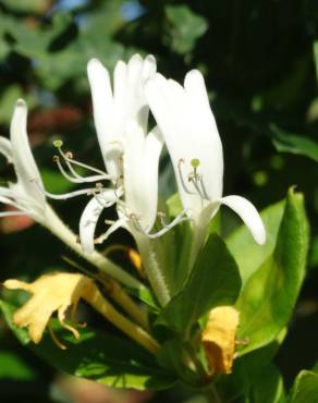 Fotografia 18 da espécie Lonicera japonica no Jardim Botânico UTAD