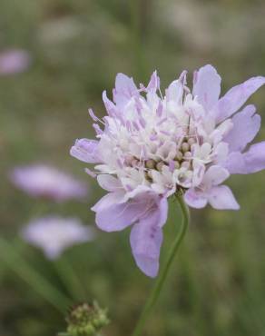 Fotografia 4 da espécie Succisa pinnatifida no Jardim Botânico UTAD