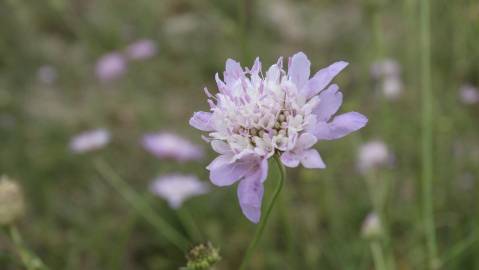 Fotografia da espécie Succisa pinnatifida