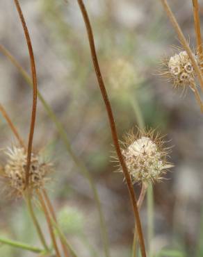 Fotografia 5 da espécie Succisa pinnatifida no Jardim Botânico UTAD